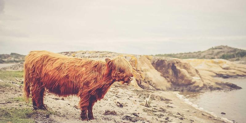 手机电池健康度下降过快？极速手机教你科学充电与电池校准方法，延长手机寿命