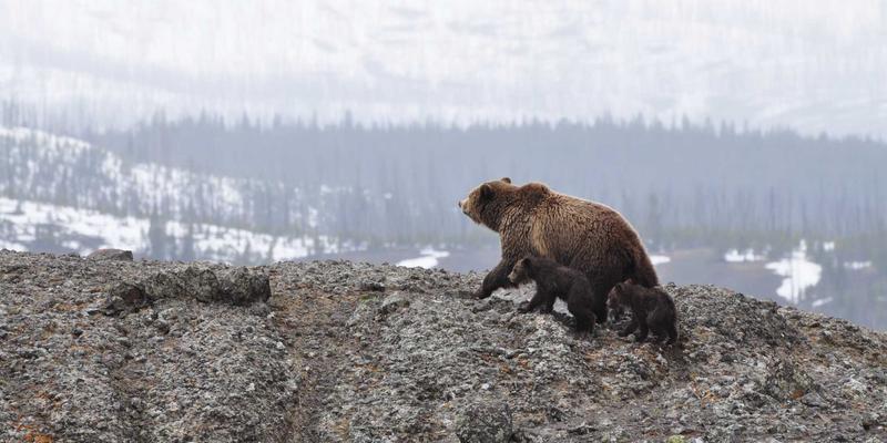 手机维修与回收的双重价值：延长设备寿命与环保新选择
